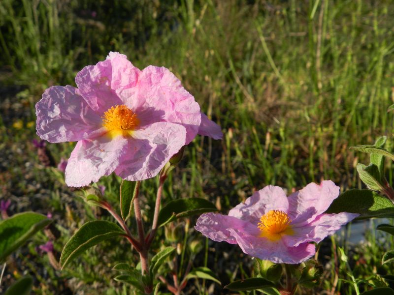 Cistus creticus subsp. eriocephalus / Cisto rosso